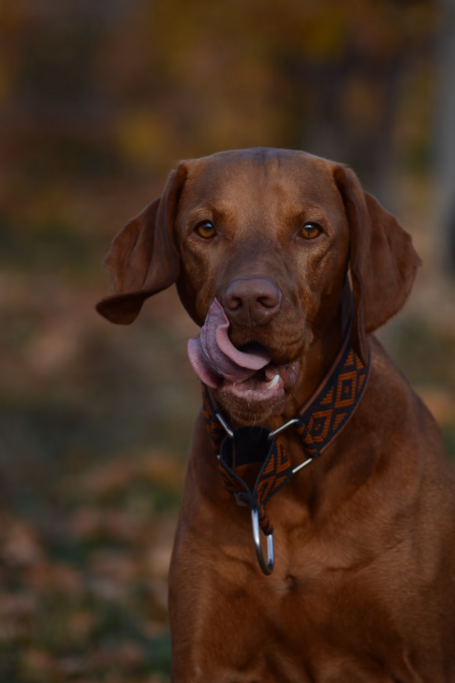 Ungarischer Vizsla vor unscharfem Grün, die Zunge über der Nase