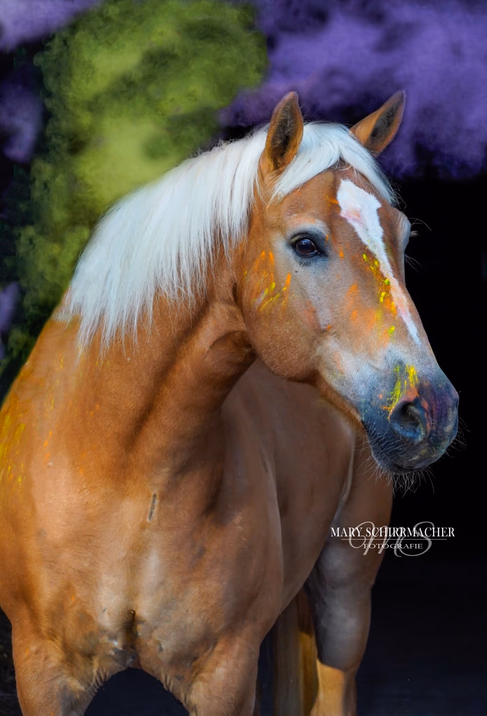 Haflinger mit heller Mähne, buntes Holi-Pigment im Fell