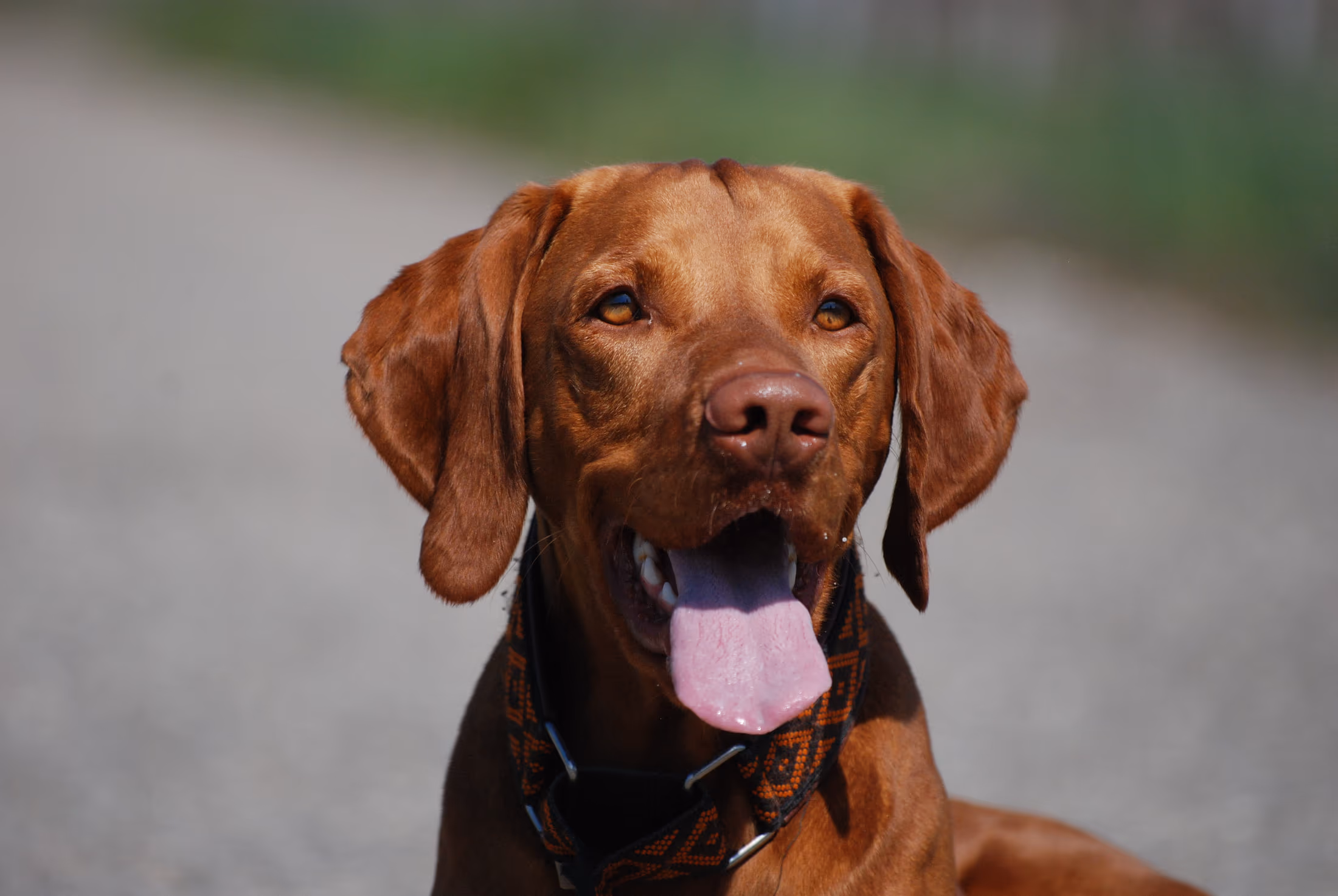 Vizsla mit heraushängender Zunge vor weichem Hintergrund
