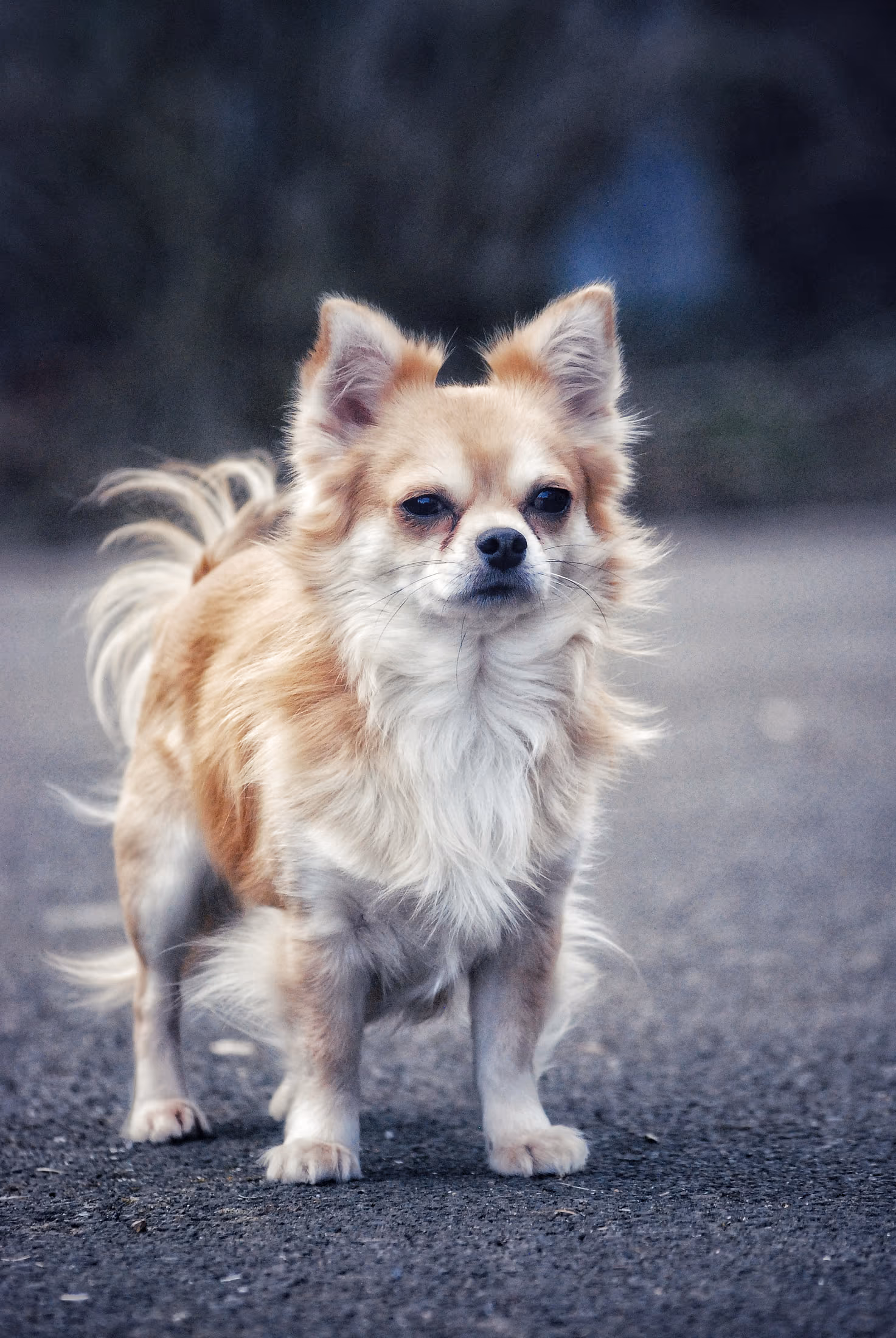 Kleiner Langhaarhund steht auf einem Feldweg, das Fell im Wind