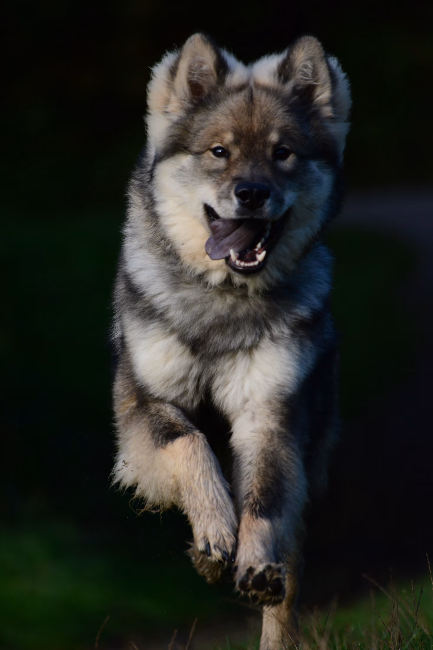 Nahes Porträt eines langhaarigen Hundes mit wolfsgrauem Fell
