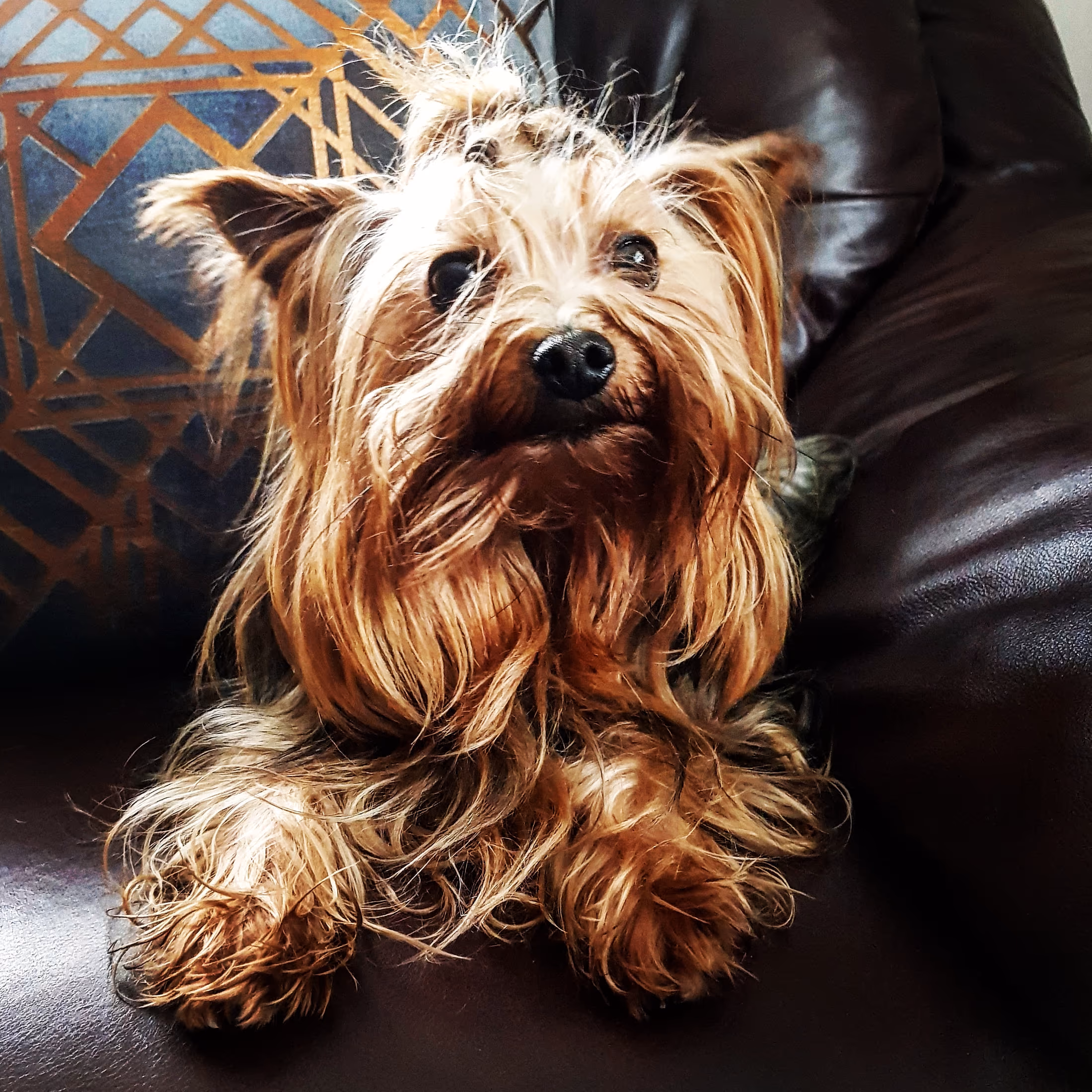 Yorkshire Terrier auf einem Ledersofa
