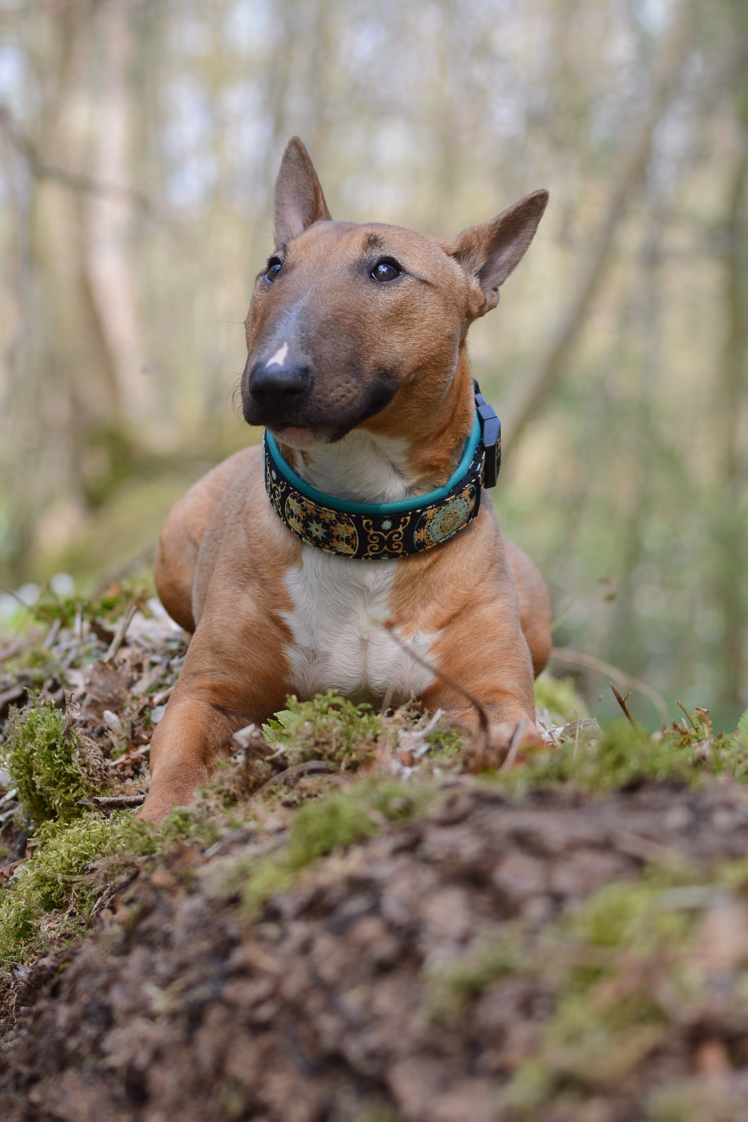 Bullterrier liegt auf bemoostem Waldboden