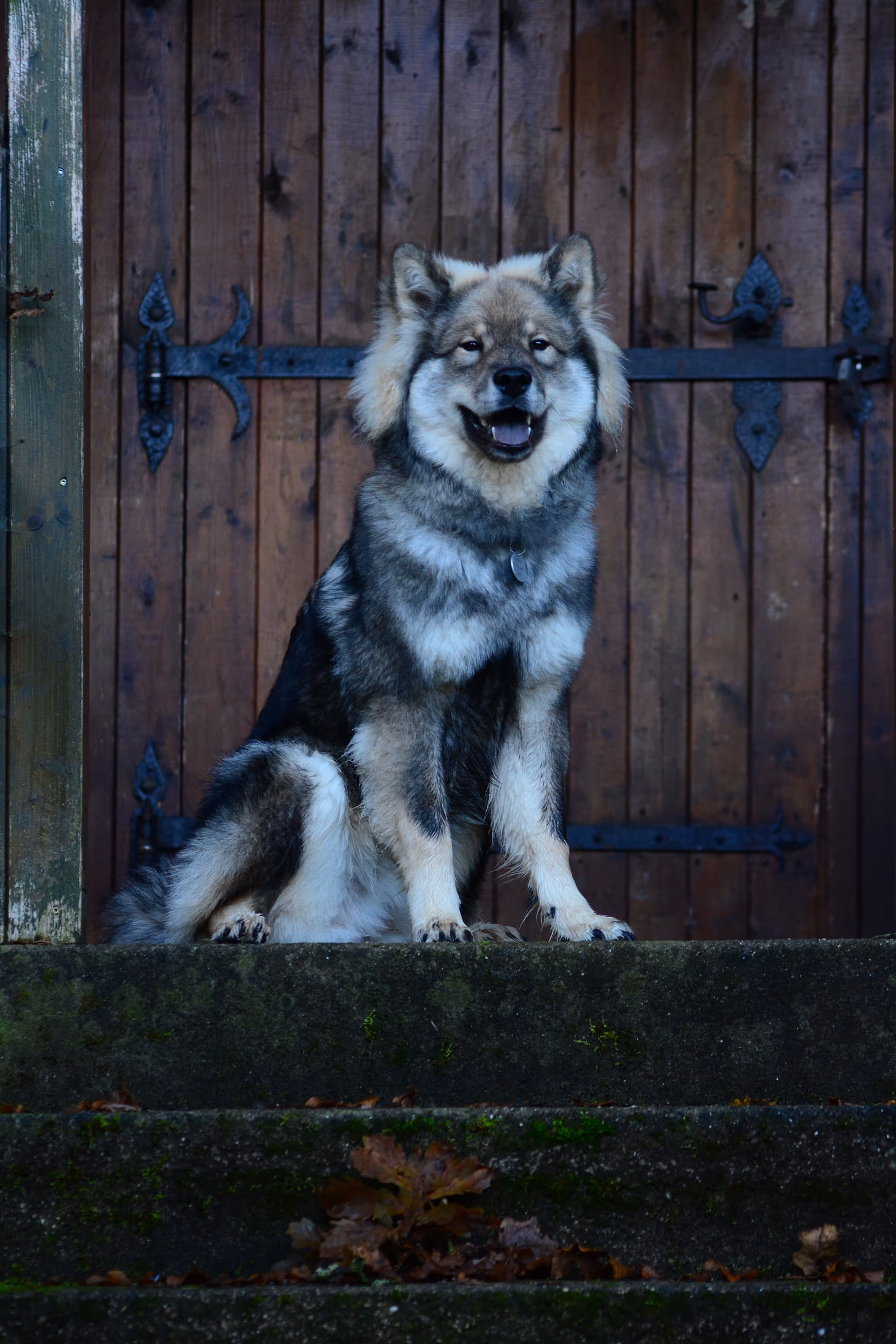 Hund mit wolfsgrauem Fell sitzt vor einem blauen Holztor